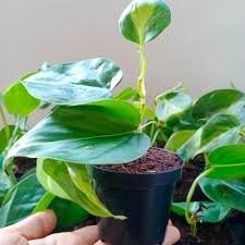 Heart Leaf Philodendron